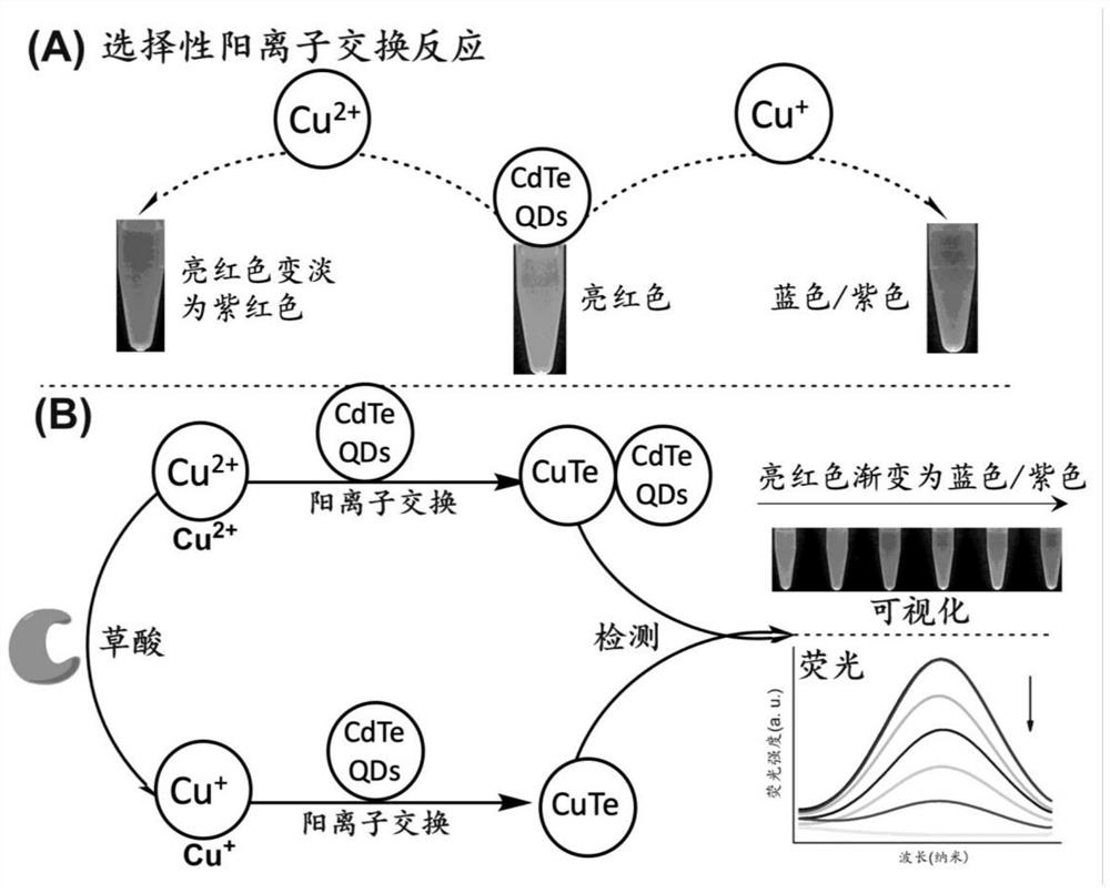 Method for detecting oxalic acid by using quantum dots and application