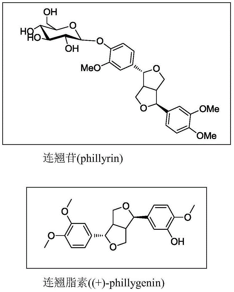 Applications of forsythin, forsythin derivative, and composition of forsythin and forsythiaside in preparing medicines for treating urinary tract infection