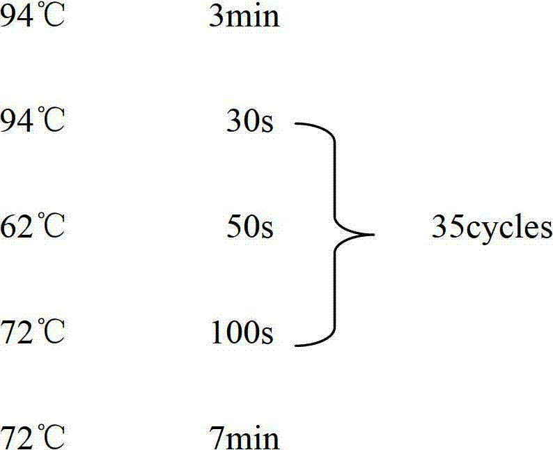 Vibrio shilonii multiple virulence factor GeXP rapid detection kit and detection method thereof