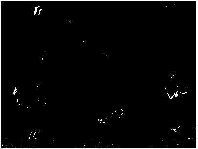 Manganese-doped regeneration lithium iron phosphate positive electrode material and method for preparing same