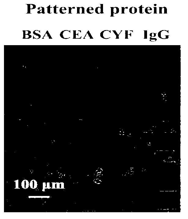 Preparation method of microchip for microprotein detection