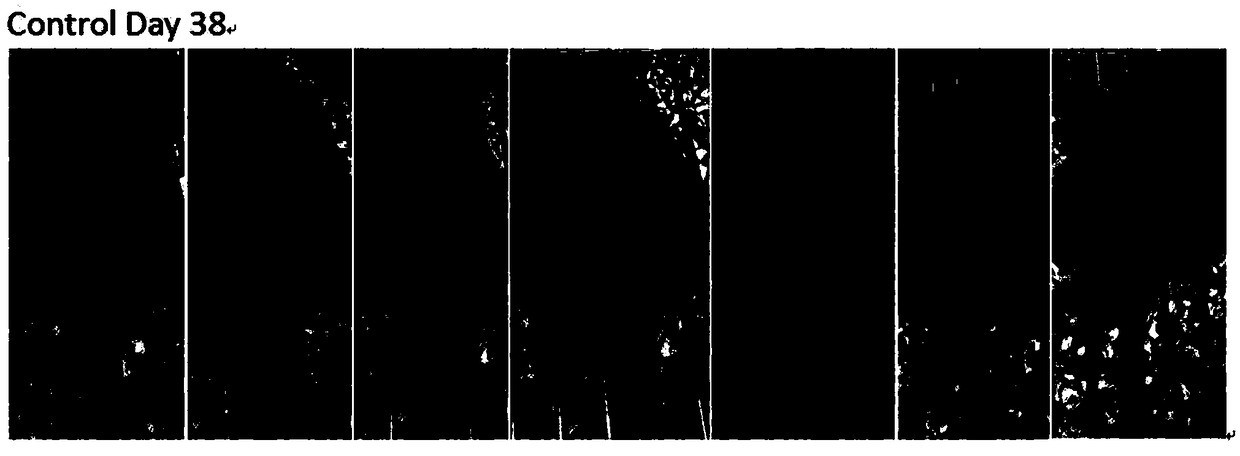 Compound as well as synthesis method and application thereof