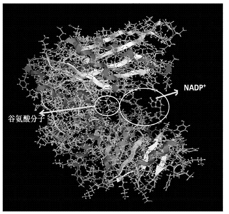 Mutant gene and coding protein of glutamate dehydrogenase of Bacillus natto