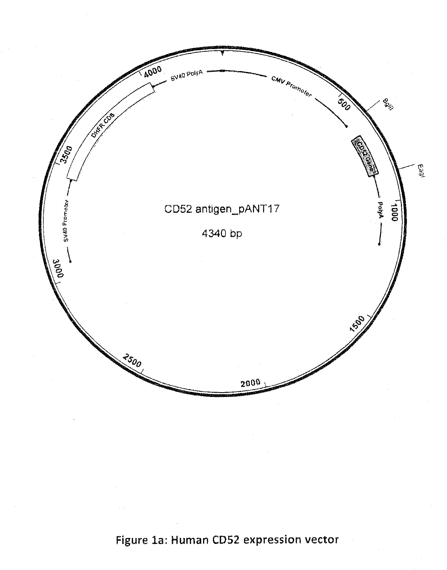 Humanised anti-CD52 antibodies