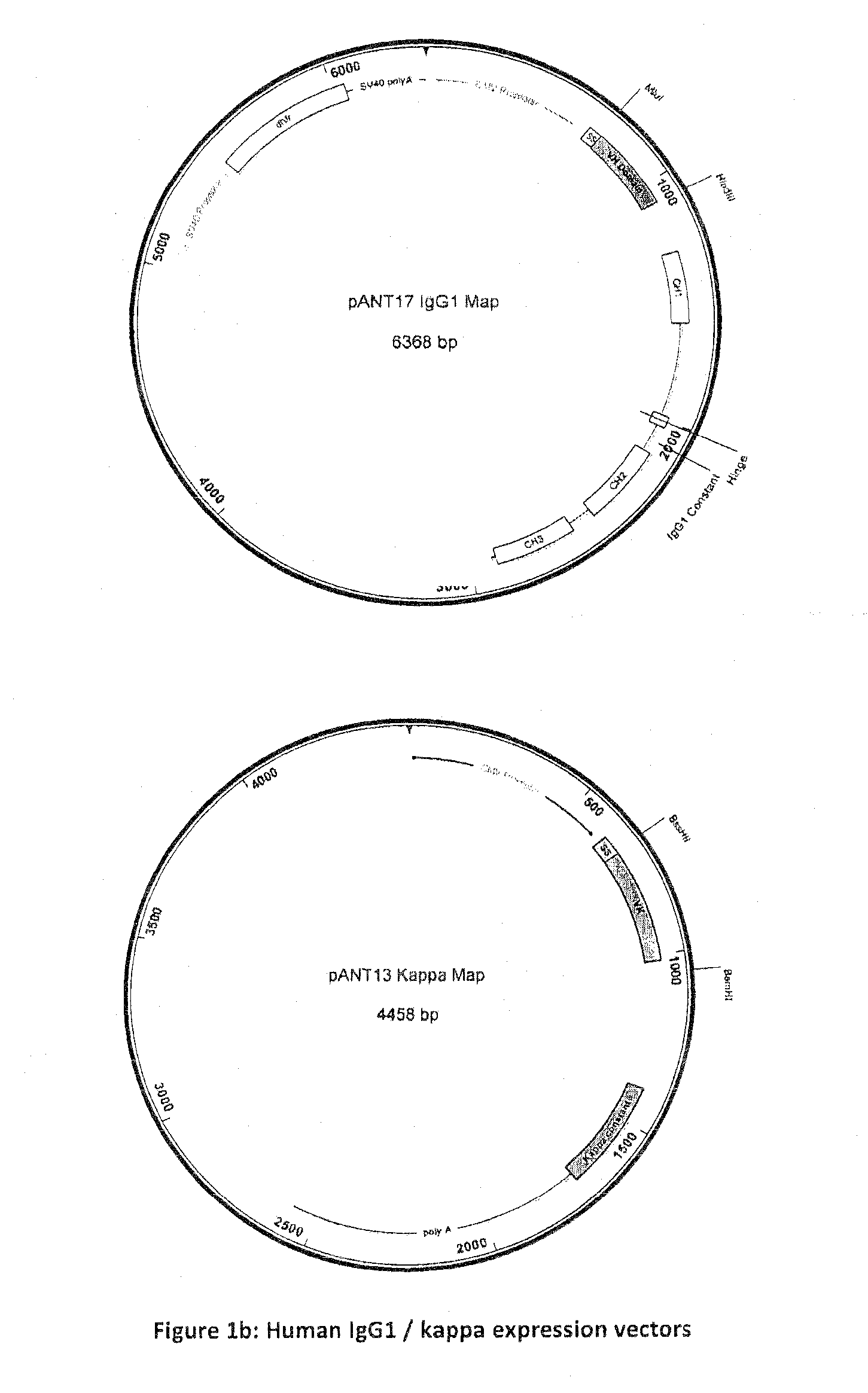 Humanised anti-CD52 antibodies