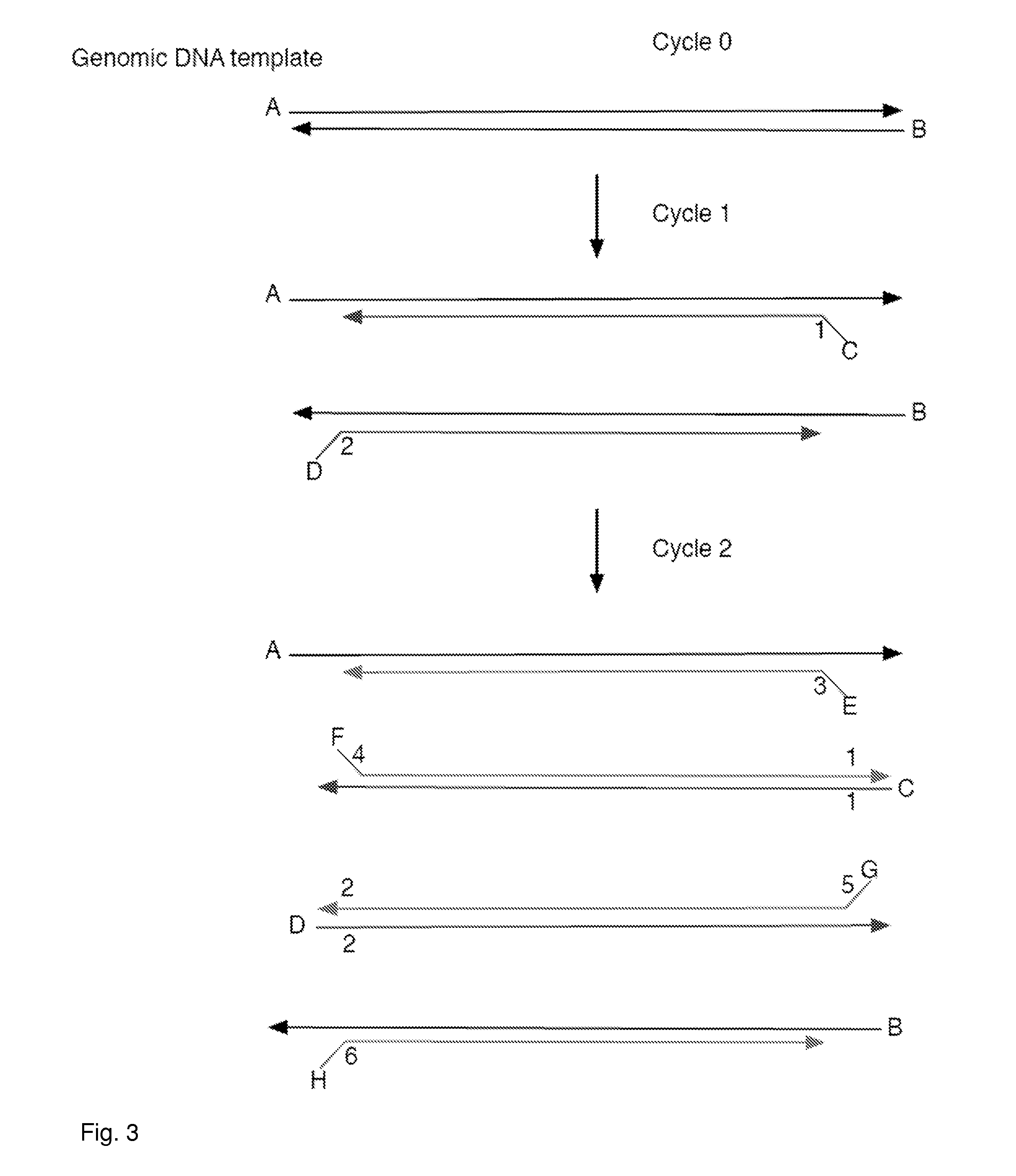 Increasing confidence of allele calls with molecular counting