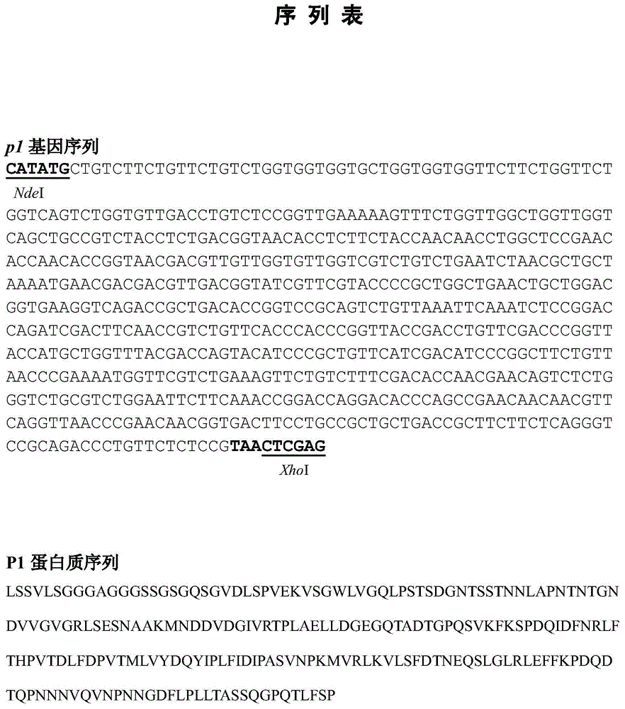 Rapid detection method and kit for human mycoplasma pneumoniae based on magnetic separation and quantum dot labeling