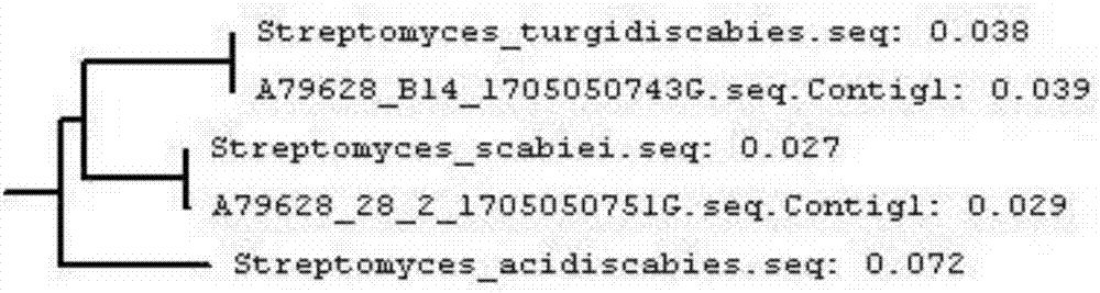 Universal primer for identifying pathogenic species of potato scabs and detection method