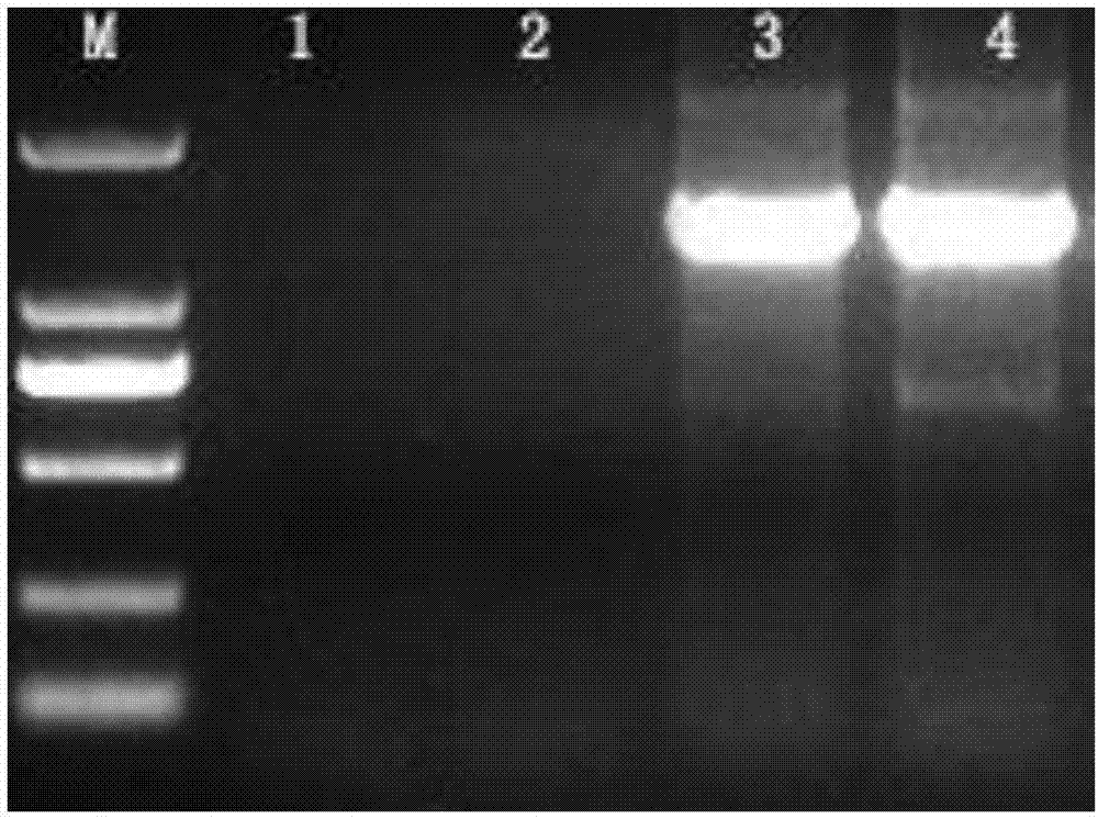 Universal primer for identifying pathogenic species of potato scabs and detection method