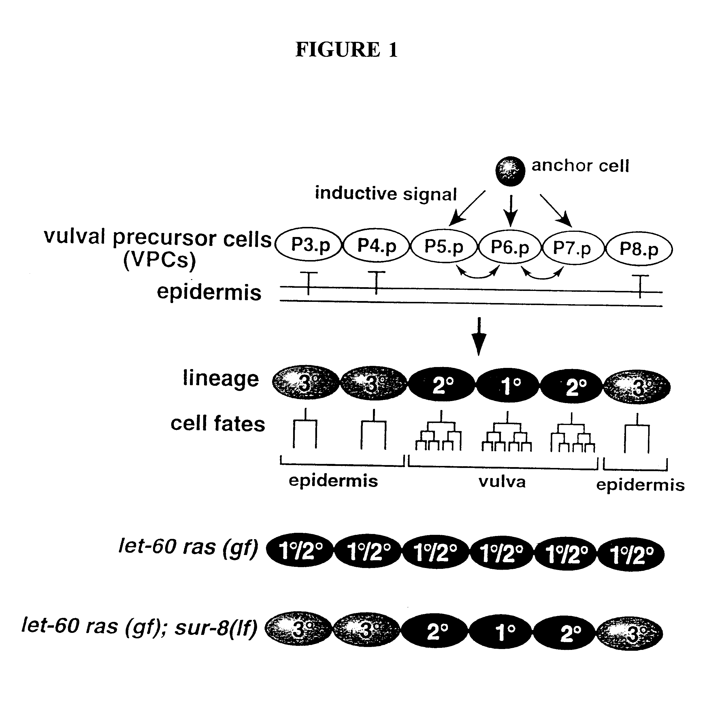 Ras suppressor SUR-8 and related compositions and methods