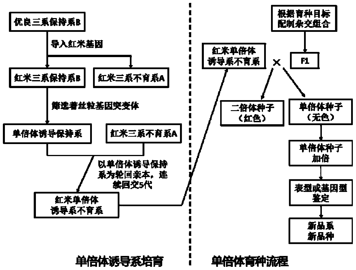 Rice doubled haploid breeding method based on haploid inducer