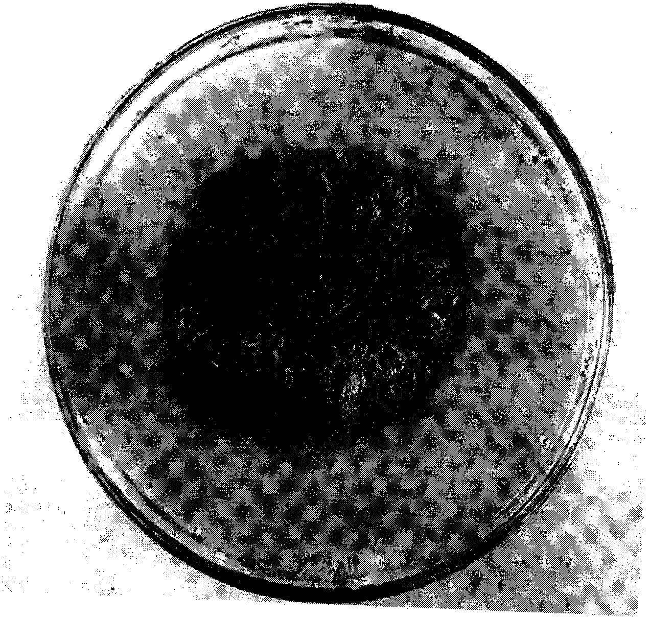 High cellulase yield strain and method for producing neutral cellulase through fermentation