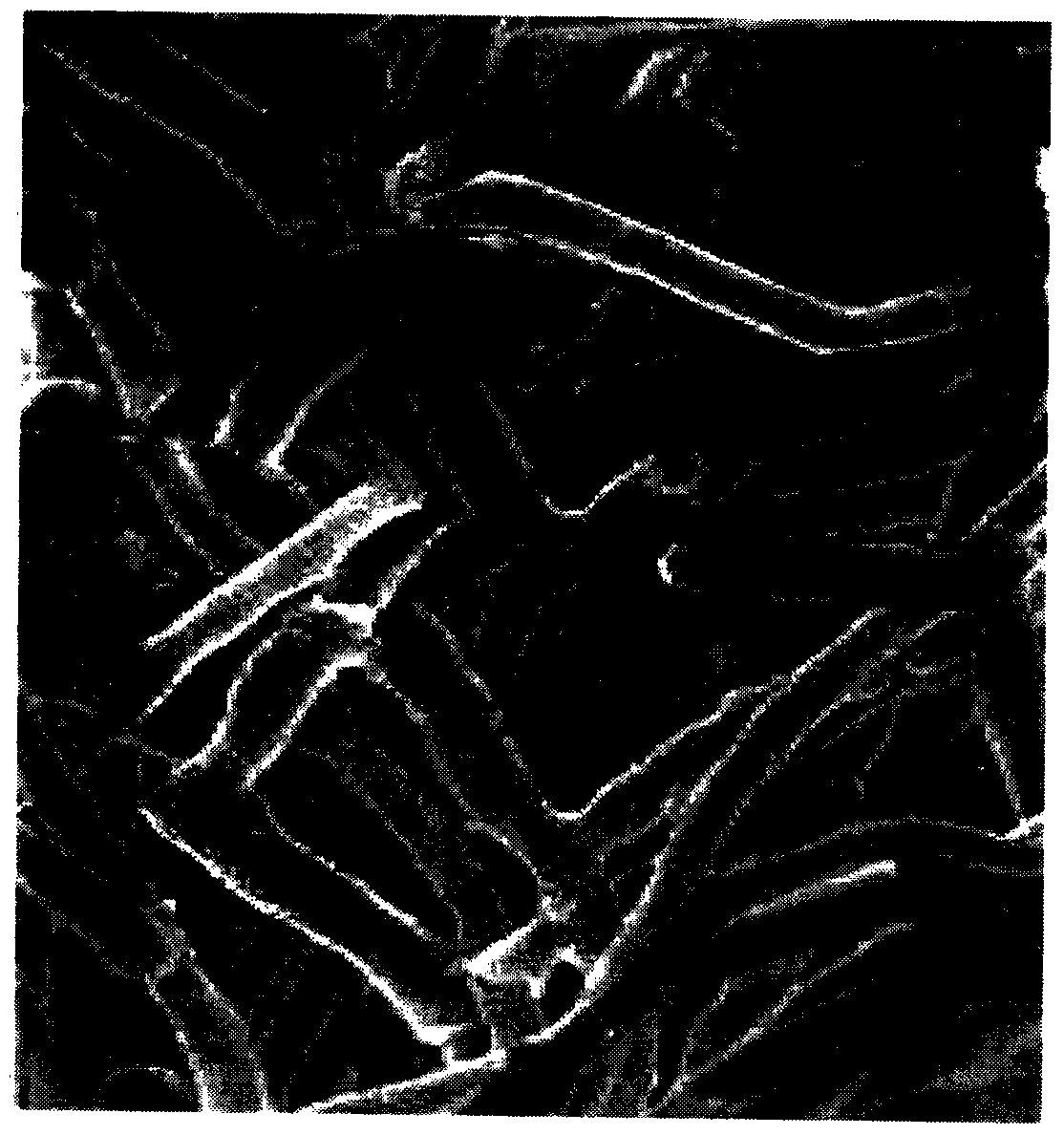 High cellulase yield strain and method for producing neutral cellulase through fermentation