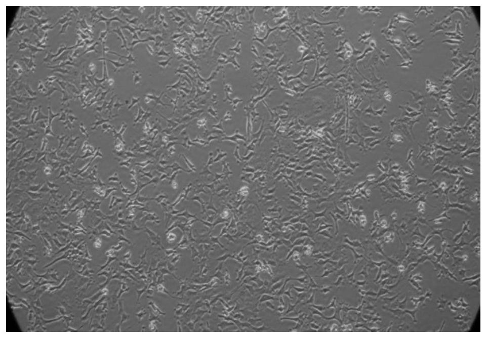 Method for Quantitative Detection of Dioxins and Screening of Aryl Hydrocarbon Receptor Active Substances Using Reporter Gene Recombinant Cells