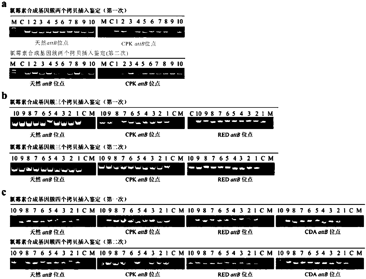 Construction and applications of a series of efficient heterologous expression hosts of Streptomyces coelicolor