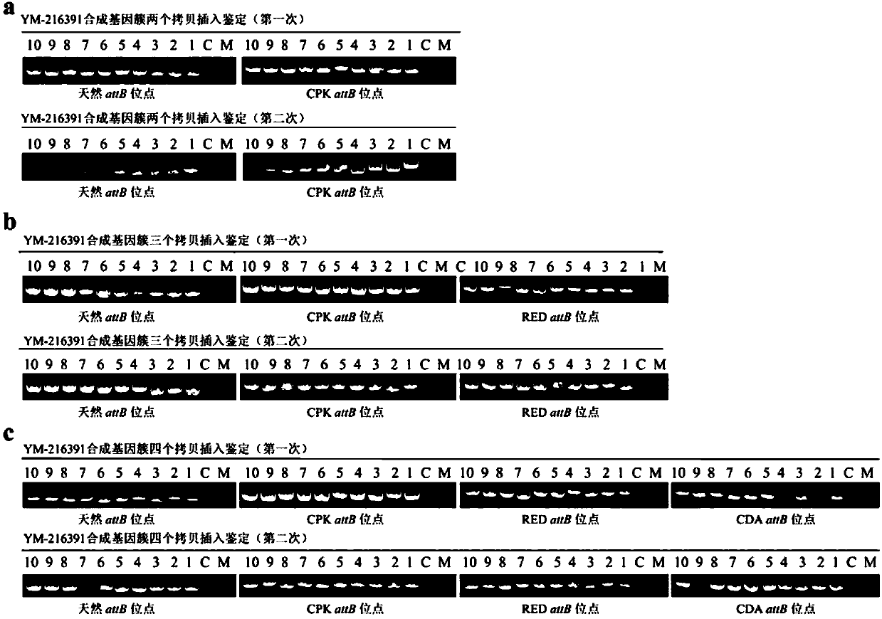 Construction and applications of a series of efficient heterologous expression hosts of Streptomyces coelicolor