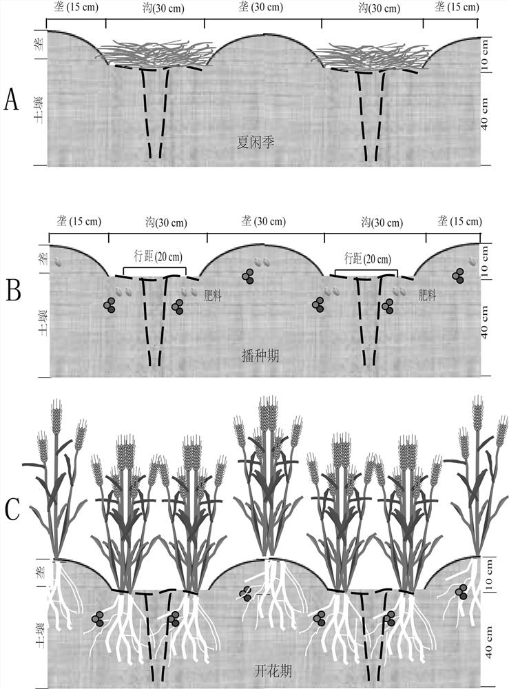 A kind of convex-concave planting method of winter wheat