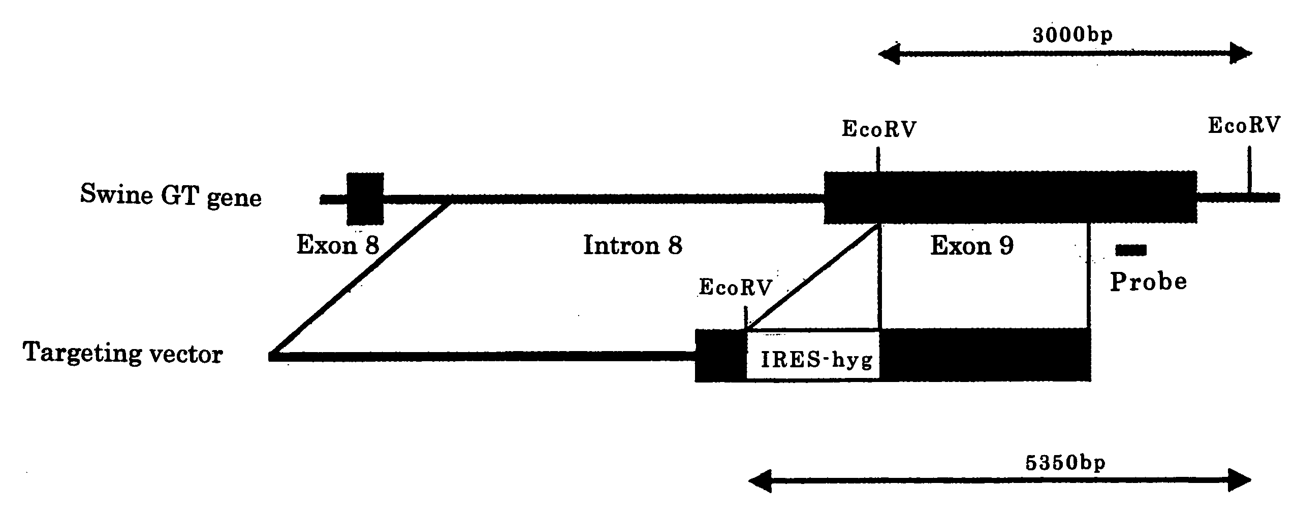 Swine Cell For Xenotransplantation, Method of Selecting the Same and Swine For Xenotransplantation