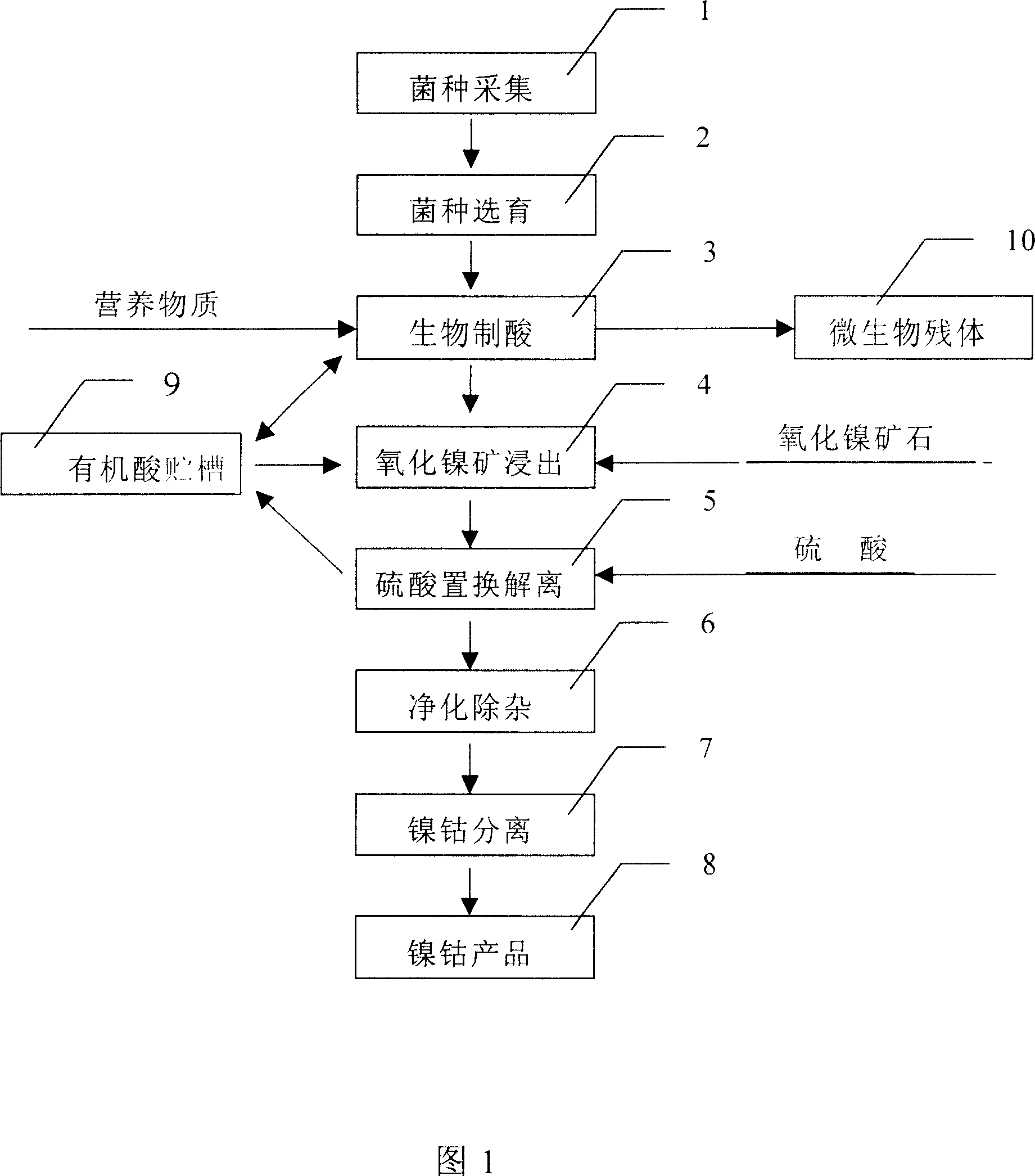 Biological extract technology for ore of cobalt nickel oxide