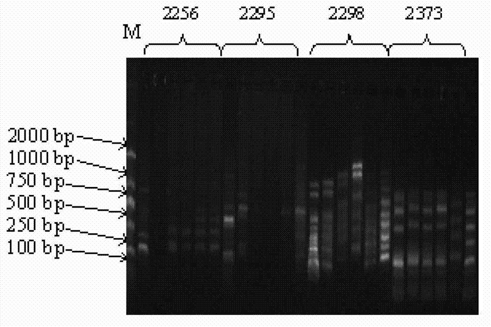 Method for quickly distinguishing bud mutation of grape