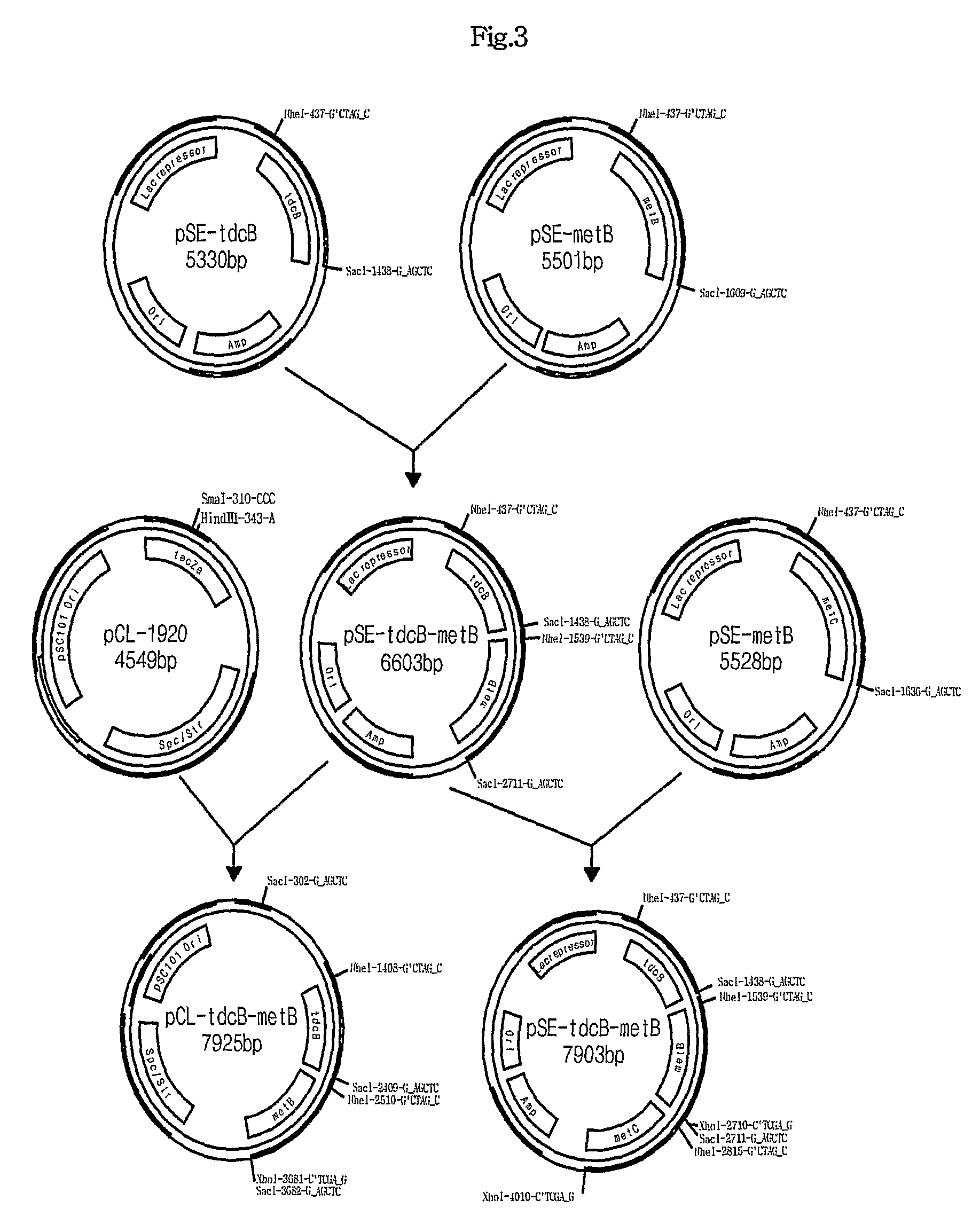 L-methionine producing microorganism and method of producing L-methionine using the microorganism