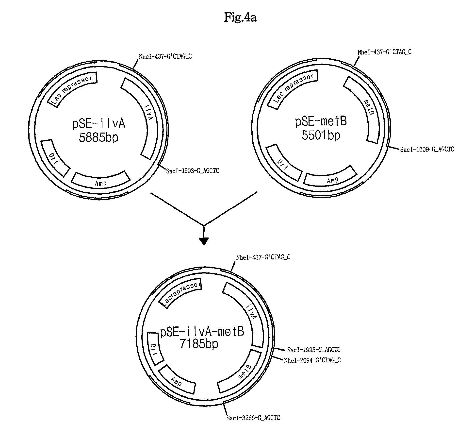 L-methionine producing microorganism and method of producing L-methionine using the microorganism