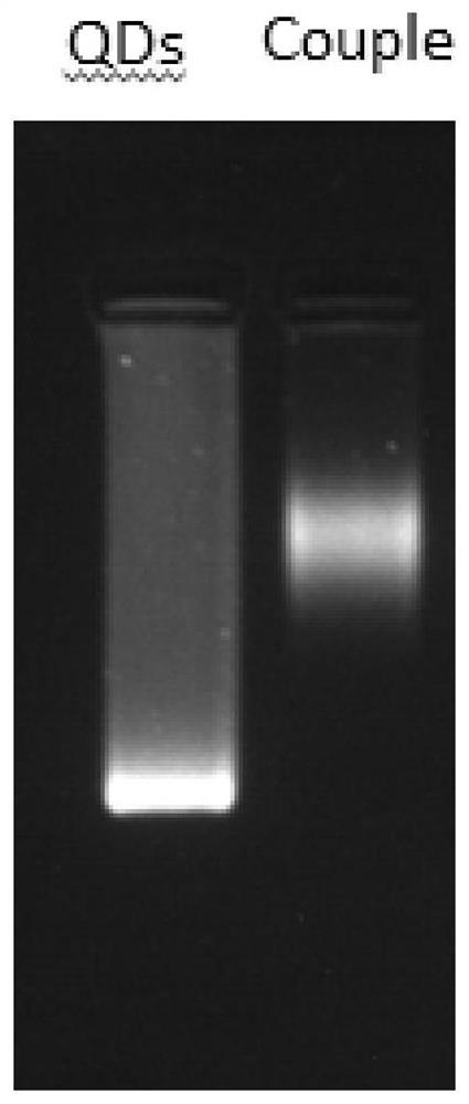 A kind of preparation method of quantum dot-antibody immune complex