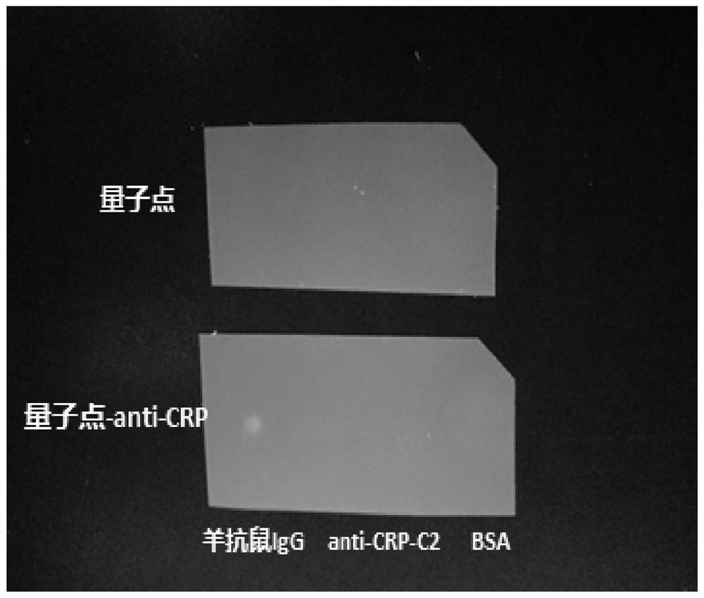 A kind of preparation method of quantum dot-antibody immune complex