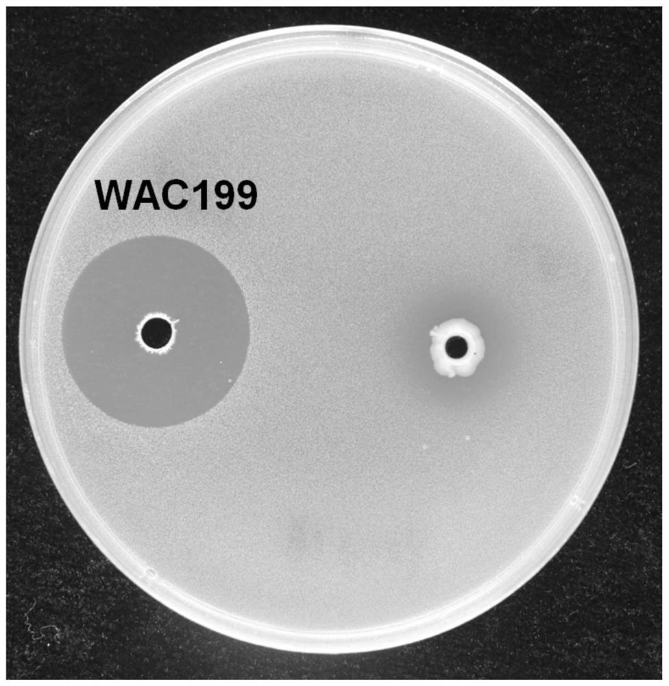 A strain of Paenibacillus jemira, its fermentation product, preparation method and application