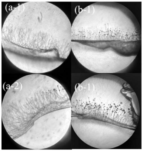 High diastatic power and delayed sporulation Aspergillus oryzae used for starter making of yellow rice wine, and applications thereof