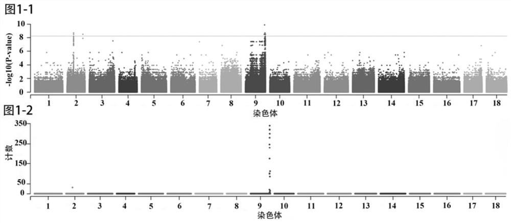 Molecular marker for identifying genetic sex of haliotis discus hannai and application thereof