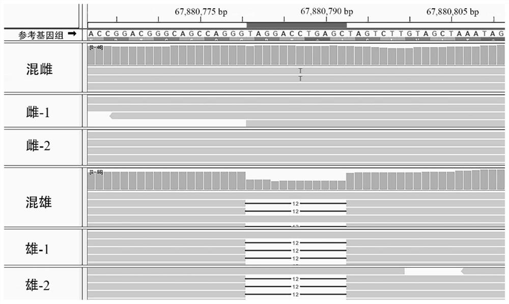 Molecular marker for identifying genetic sex of haliotis discus hannai and application thereof