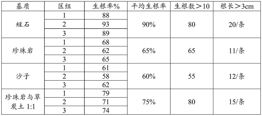 Industrialized cutting seedling raising method for rhododendron dauricum