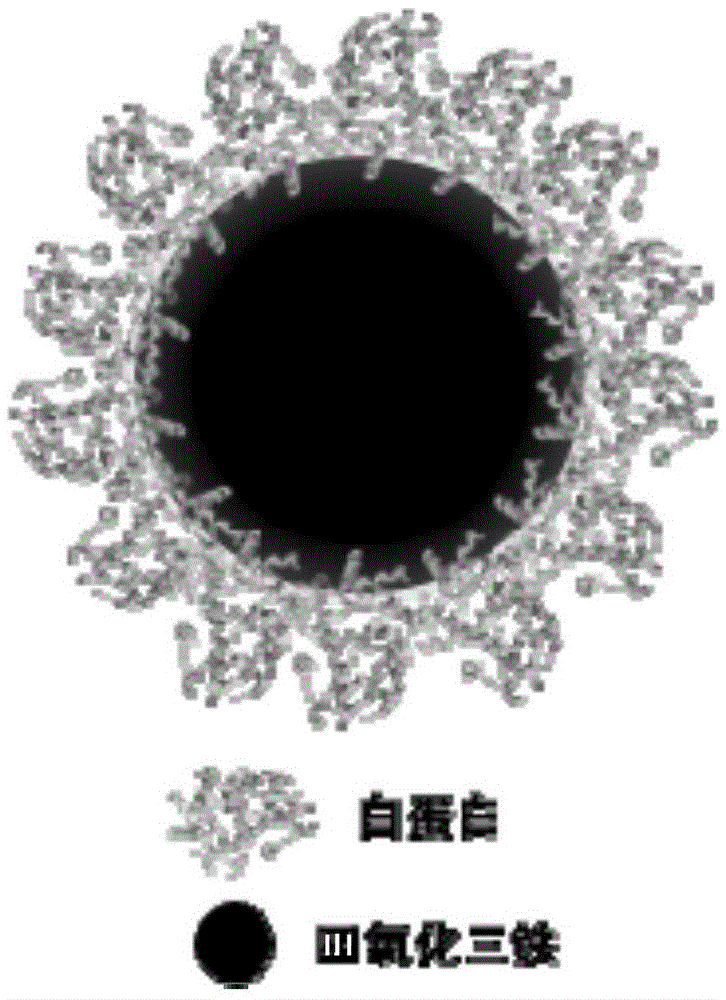 Albumin magnetic nanoparticles for magnetic resonance imaging (MRI) and preparation method thereof