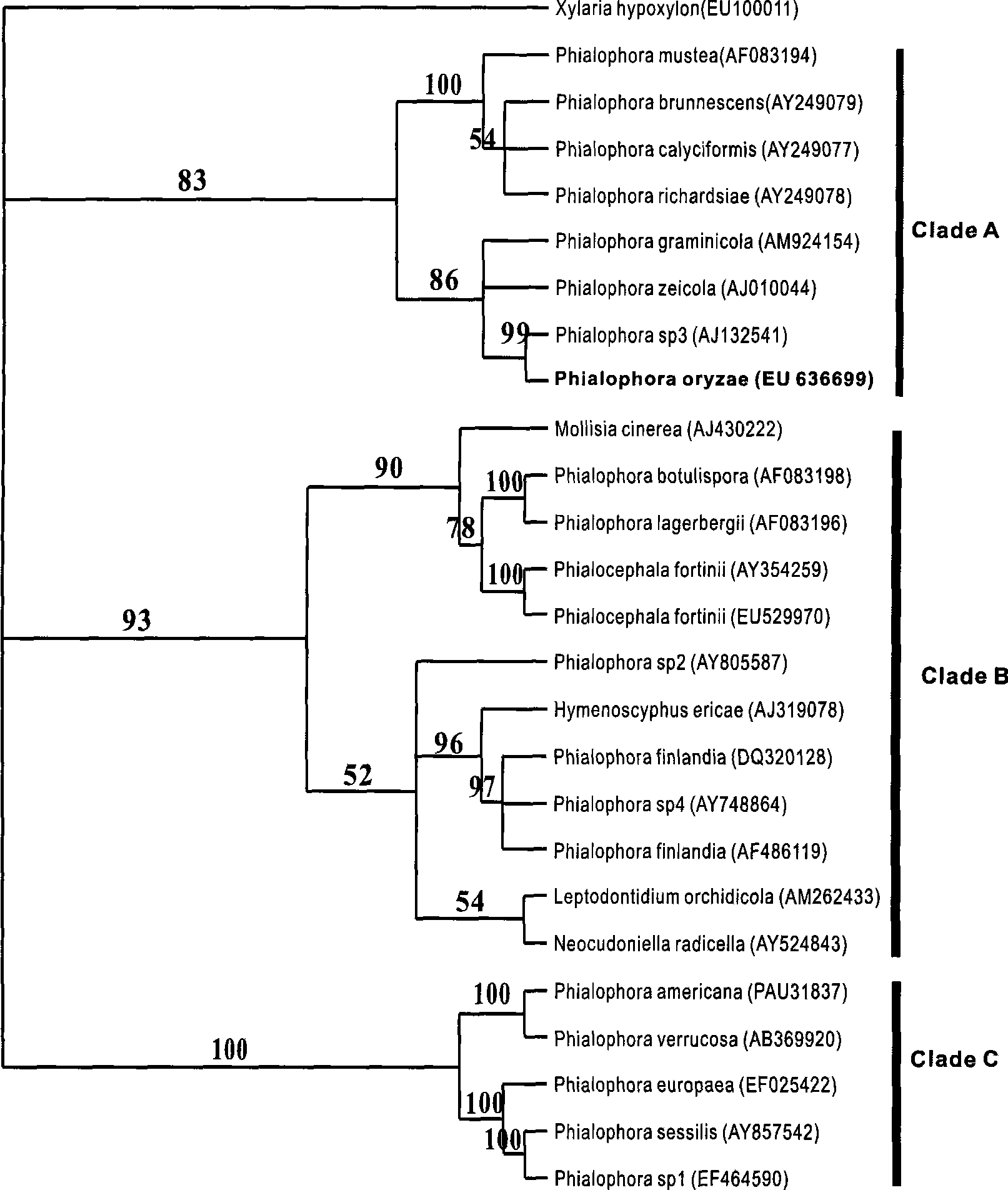 Fungus strain and uses thereof