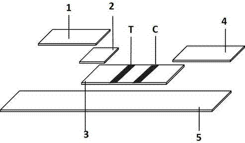 Immunochromatography reagent strip for quantitative detection of 25-hydroxyvitamin D and preparation method of immunochromatography reagent strip