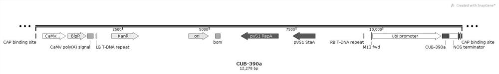 Application of non-coding gene capable of controlling corn ear thickness heterosis and precursor sequence of non-coding gene