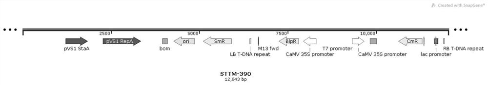 Application of non-coding gene capable of controlling corn ear thickness heterosis and precursor sequence of non-coding gene