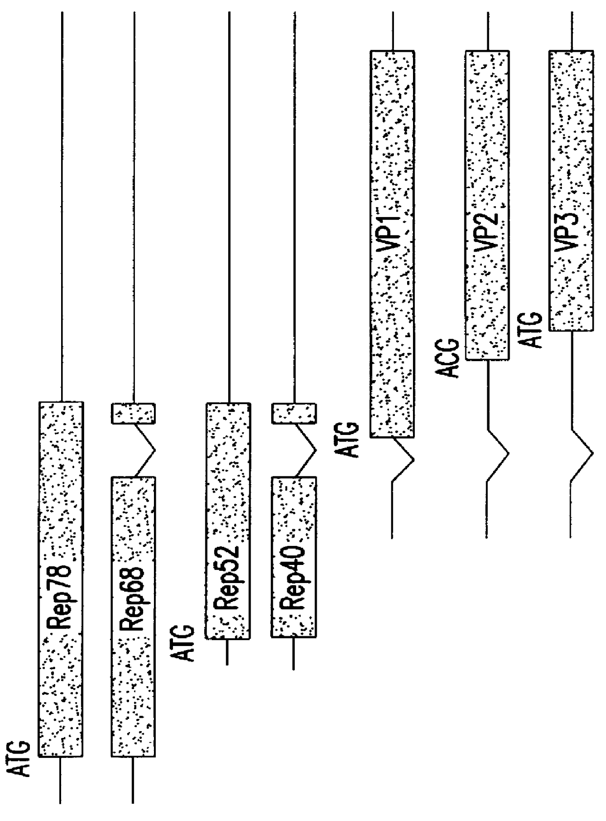 Method for increasing the efficiency of recombinant AAV production