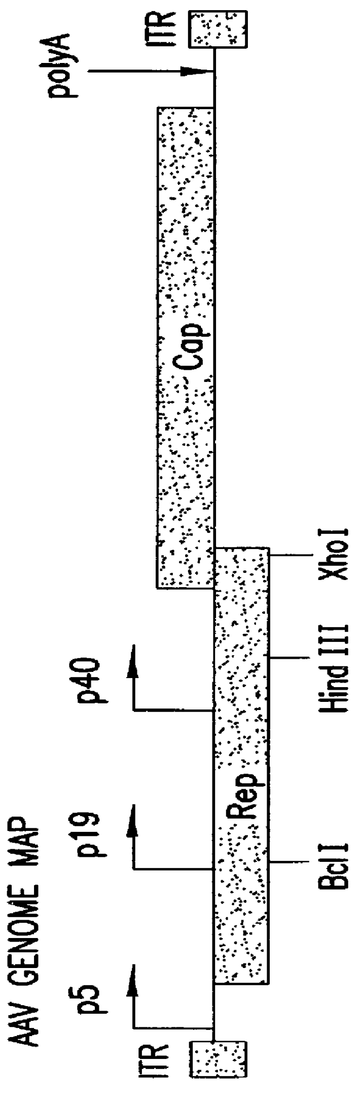 Method for increasing the efficiency of recombinant AAV production