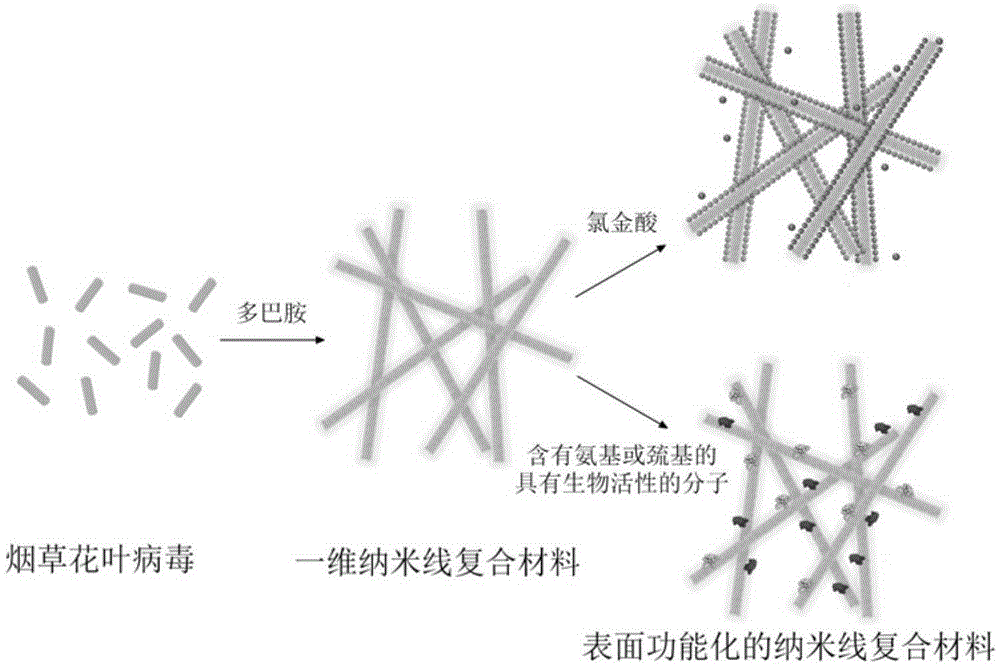 Preparing method for tobacco mosaic virus nanowire composite material with surface functionalized