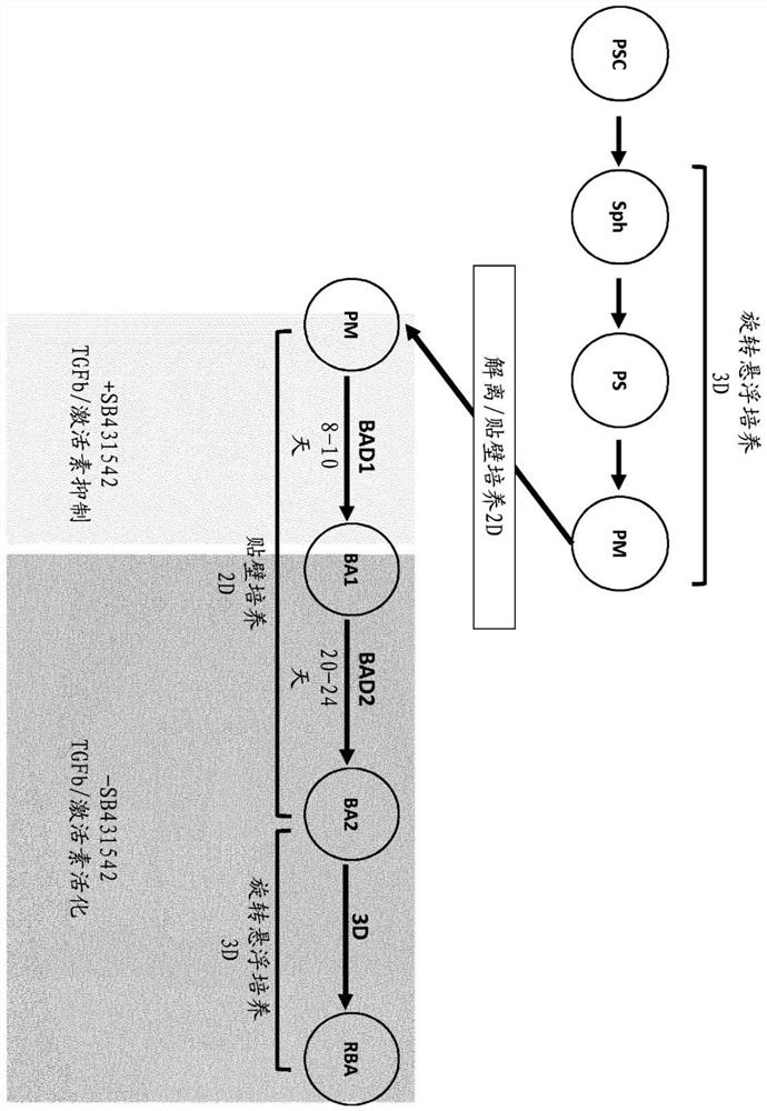 Production of brown adipocytes