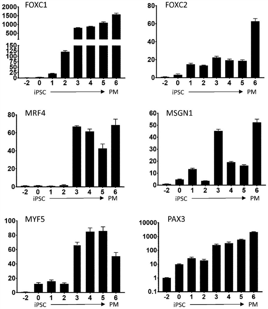 Production of brown adipocytes