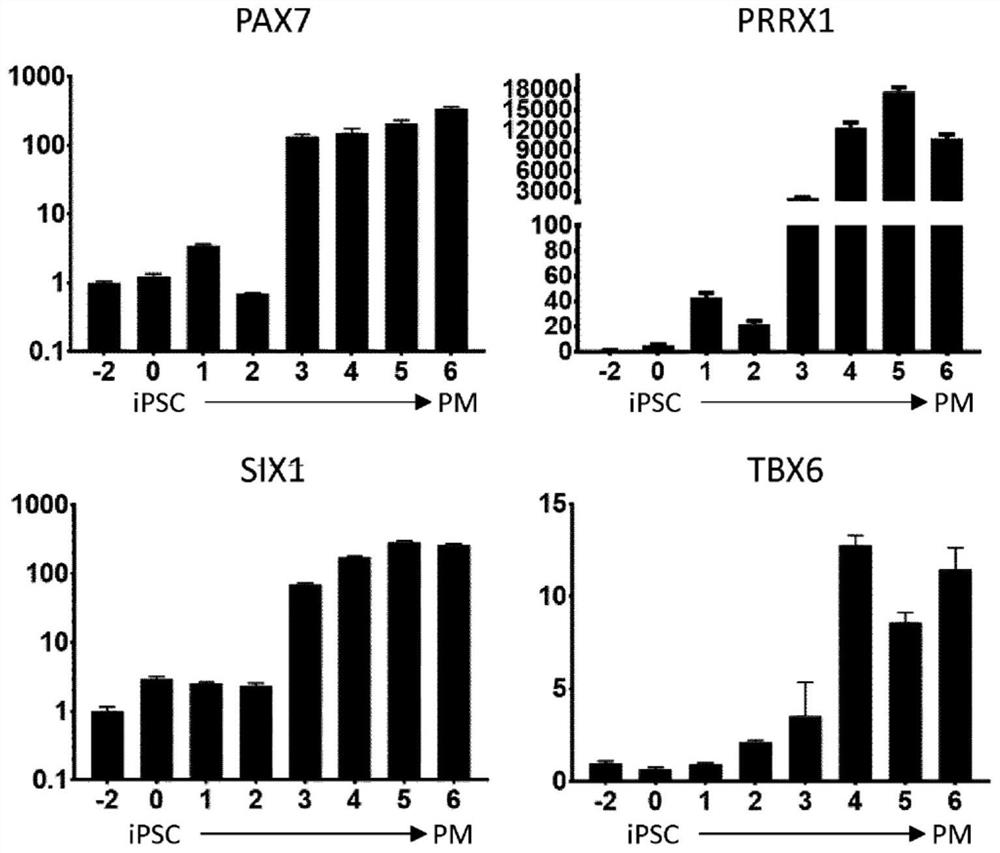 Production of brown adipocytes