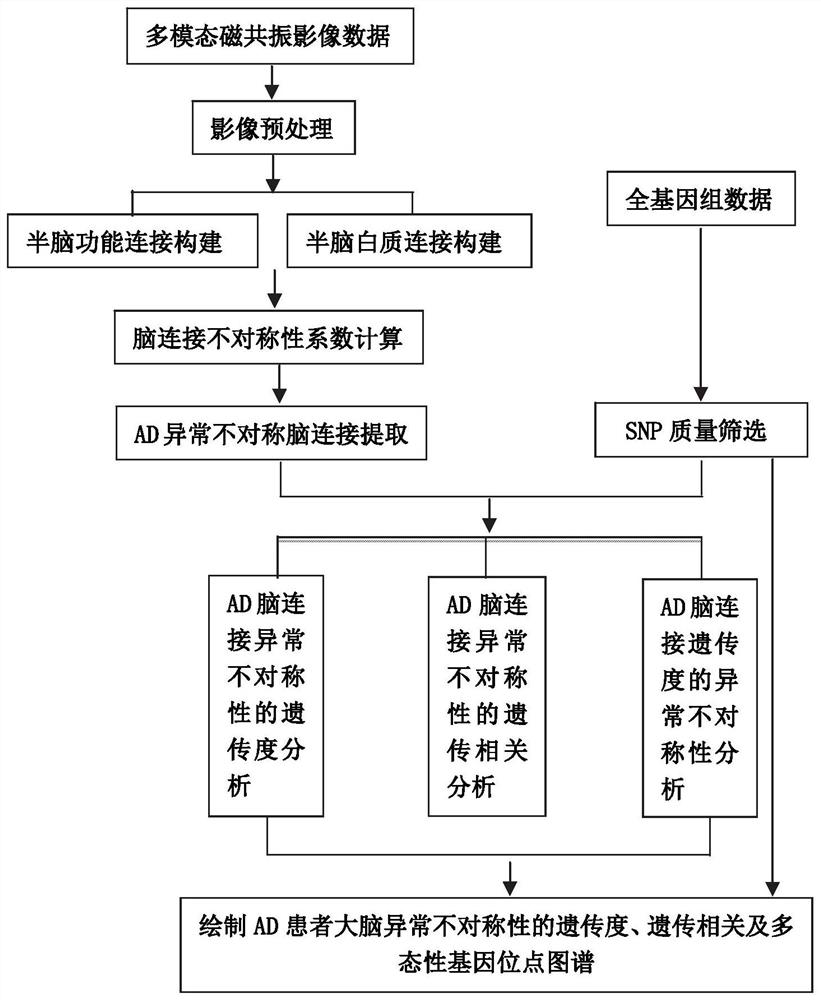 System and method for mapping genetic structure of Alzheimer's disease hemibrain asymmetry