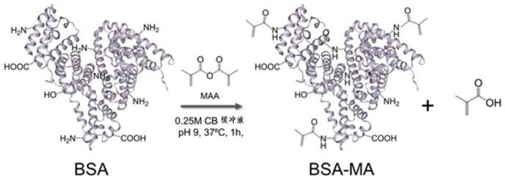 A preparation method of highly substituted albumin methacryloyl hydrogel for cell and tissue culture