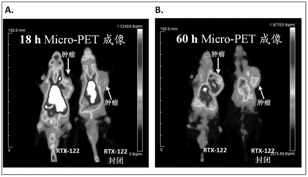 Novel unnatural amino acid marked antibody-drug conjugate and preparation thereof