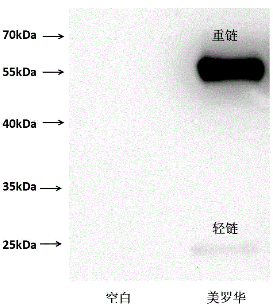 Novel unnatural amino acid marked antibody-drug conjugate and preparation thereof