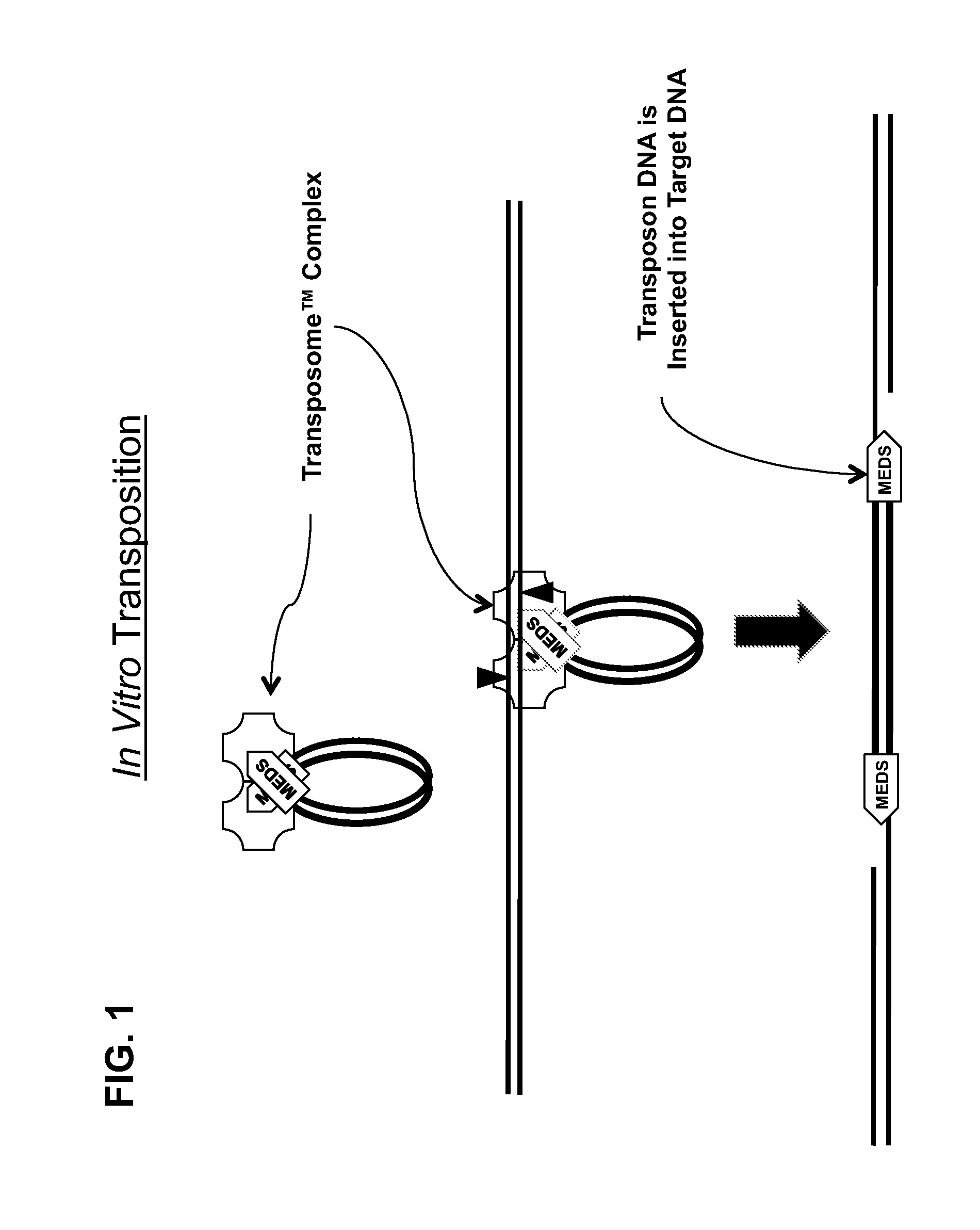 Transposon end compositions and methods for modifying nucleic acids