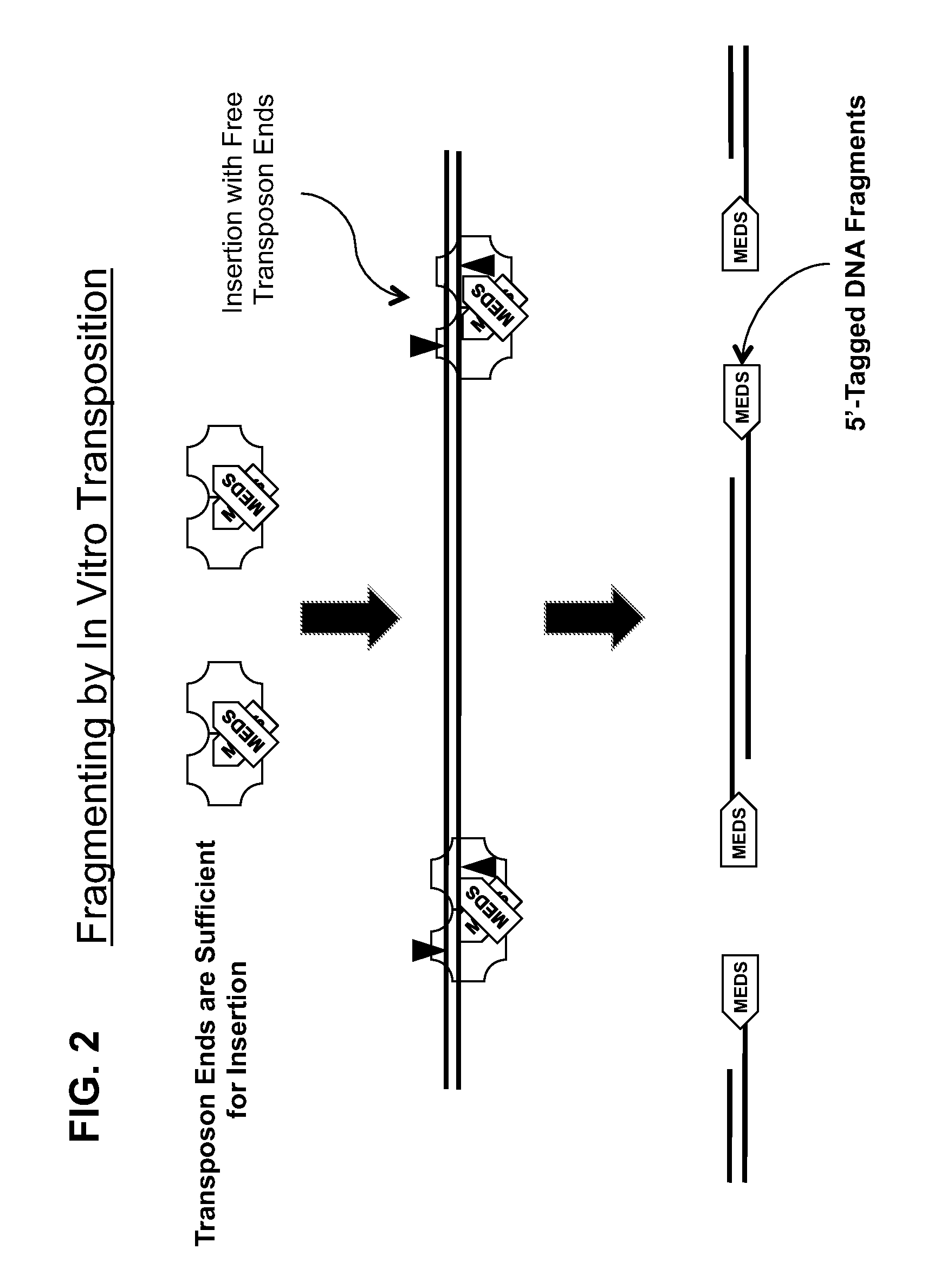 Transposon end compositions and methods for modifying nucleic acids